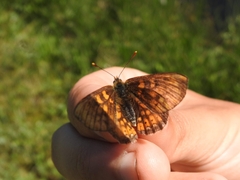 Euphydryas aurinia