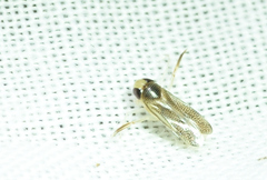 Corixidae