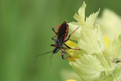 Rhynocoris annulatus