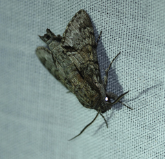 Cautethia grotei