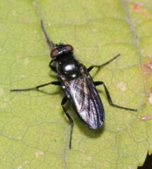 Morinia doronici