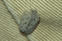 Flatoidinus punctatus