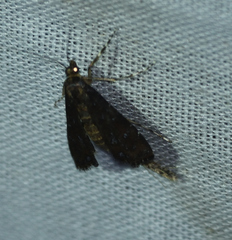 Langessa nomophilalis