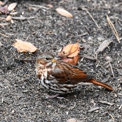 Passerella iliaca iliaca