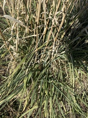 Phalaris aquatica