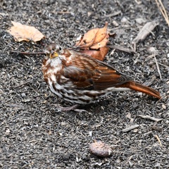 Passerella iliaca iliaca