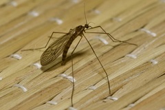 Trichocera annulata