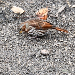 Passerella iliaca iliaca