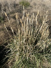 Phalaris aquatica
