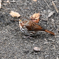 Passerella iliaca iliaca