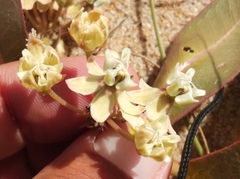 Asclepias × aequicornu