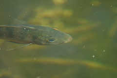 Mayaheros urophthalmus