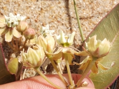 Asclepias × aequicornu