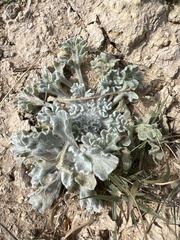 Baileya multiradiata