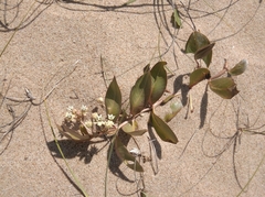 Asclepias × aequicornu