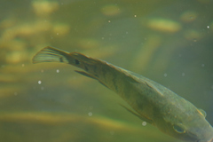 Mayaheros urophthalmus