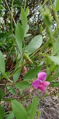 Vigna unguiculata