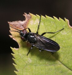 Morinia doronici