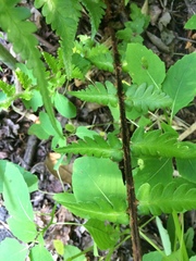 Dryopteris ludoviciana