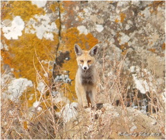 Vulpes vulpes barbara