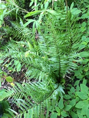 Dryopteris ludoviciana
