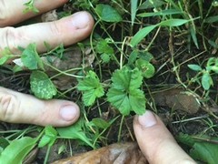 Waldsteinia fragarioides