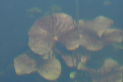Nymphaea odorata