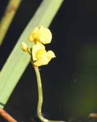 Utricularia foliosa