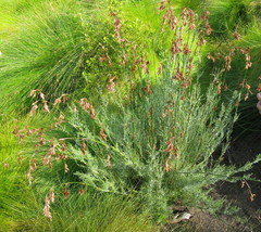 Thamnochortus glaber