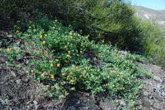 Acmispon grandiflorus grandiflorus