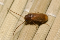 Ernobius pruinosus