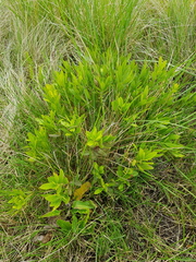 Morella brevifolia
