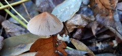 Coprinellus impatiens