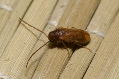 Ernobius pruinosus