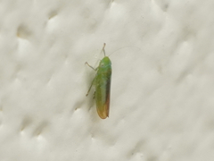 Neocoelidia tuberculata