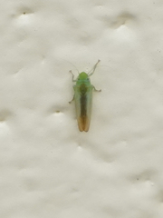 Neocoelidia tuberculata