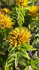 Pteronia fasciculata