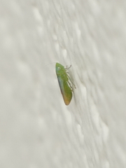 Neocoelidia tuberculata