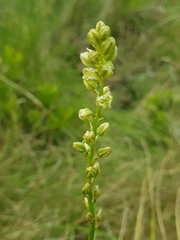 Eriospermum cooperi cooperi