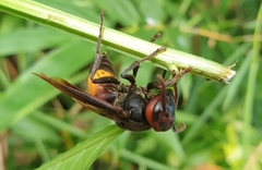 Vespa affinis