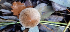 Coprinellus impatiens