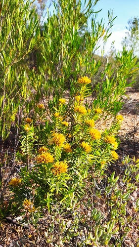 Image of Pteronia fasciculata by no rights reserved
