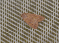 Xylenini