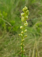 Eriospermum cooperi cooperi