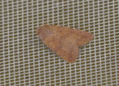 Xylenini