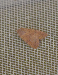 Xylenini