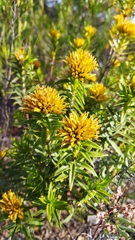 Pteronia fasciculata