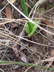 Eriospermum cooperi cooperi