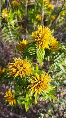 Pteronia fasciculata