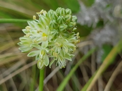 Albuca virens